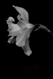 Cassidy Photography - Affodilus