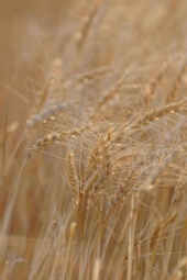 No One Famous - Golden Grain