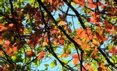 No One Famous - Fall colors 2