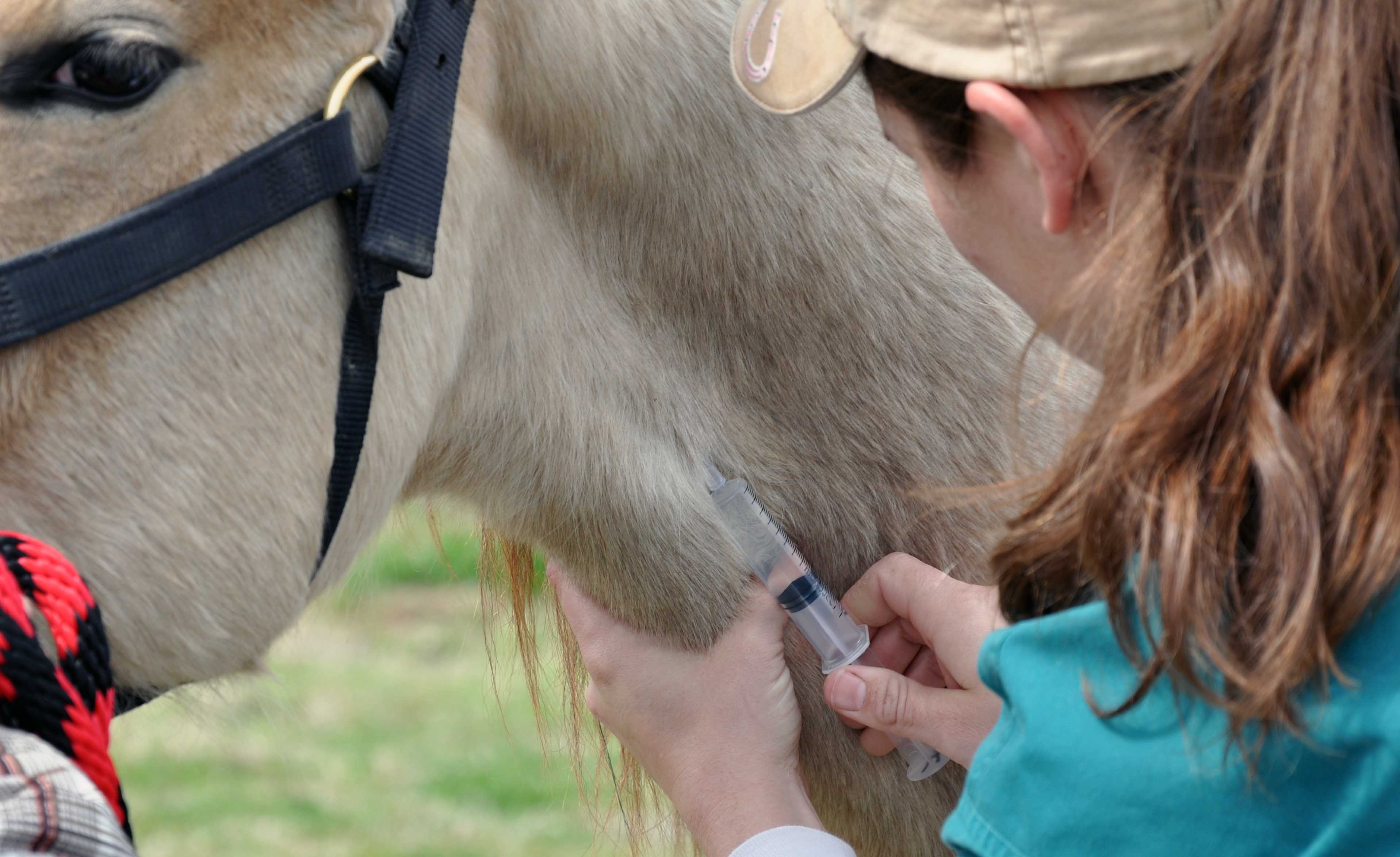 Brandon Cade - Vet Care