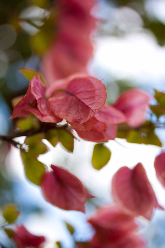Breanna Hochstrasser - Nature photography
