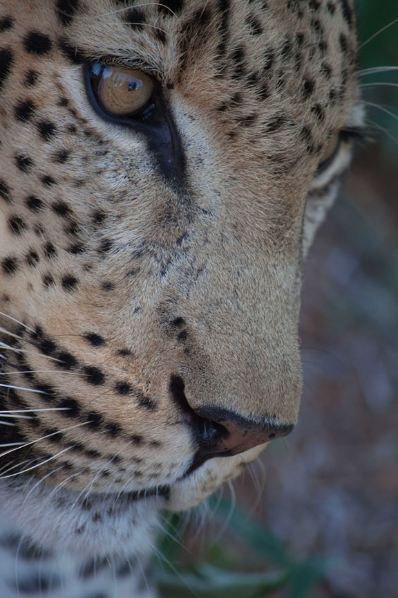 Breanna Hochstrasser - Leopard