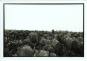 david oliver photo