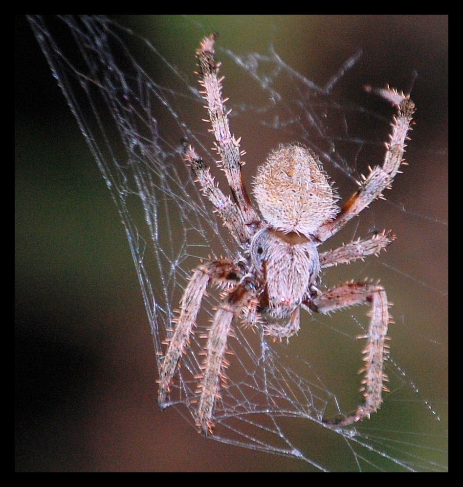 Galen  Barth - Scary spider