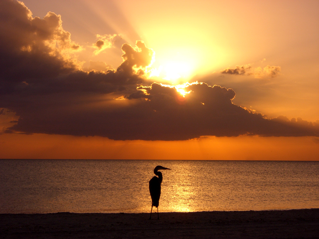 Sabrina Starr - Lone Egret Bird at Sunset
