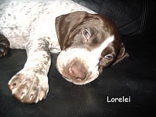 Kacy - Lorelei