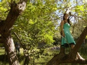 Elise - tree