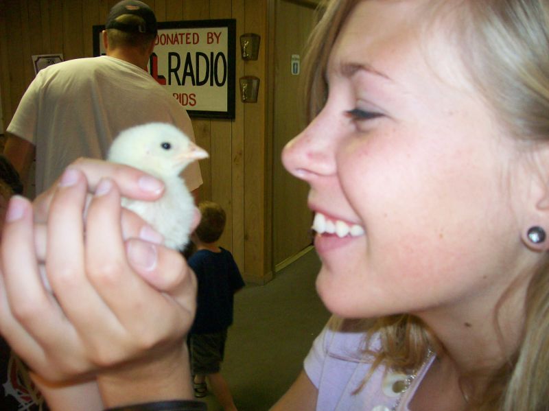 Nickel Star - Baby Chick