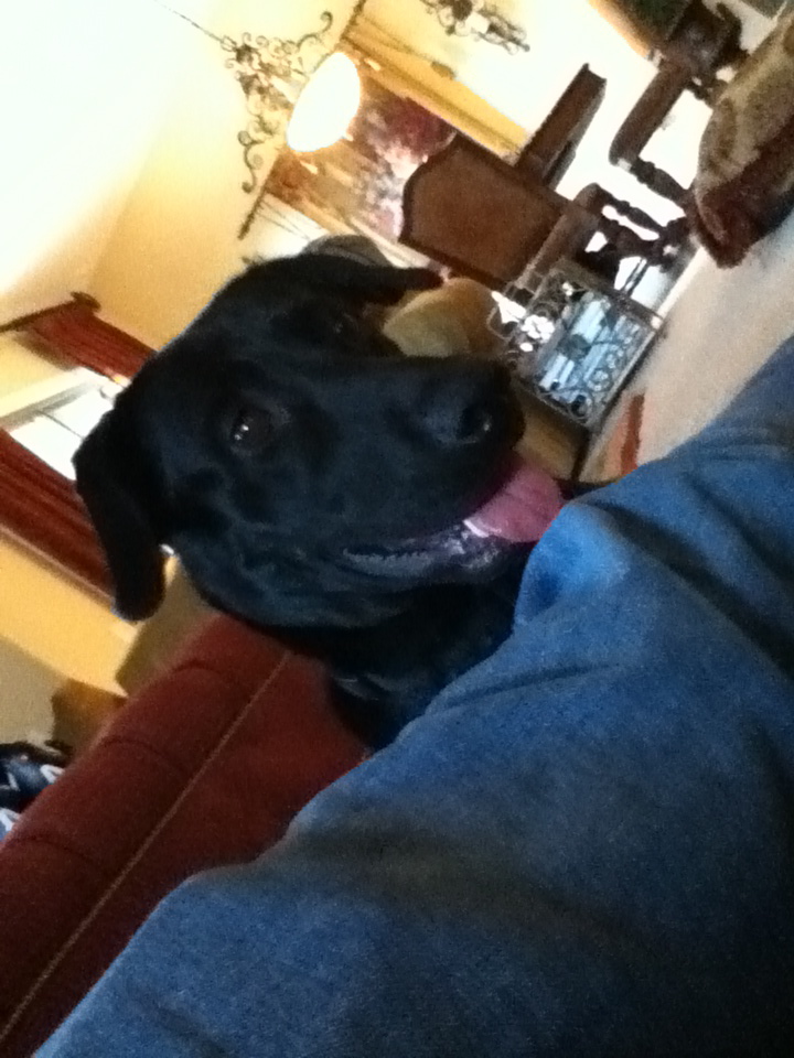 blake relatici - The Family Room Dog
