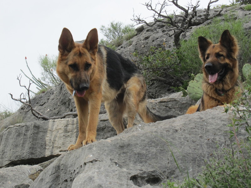 Max Gold - Desert dawgs.......