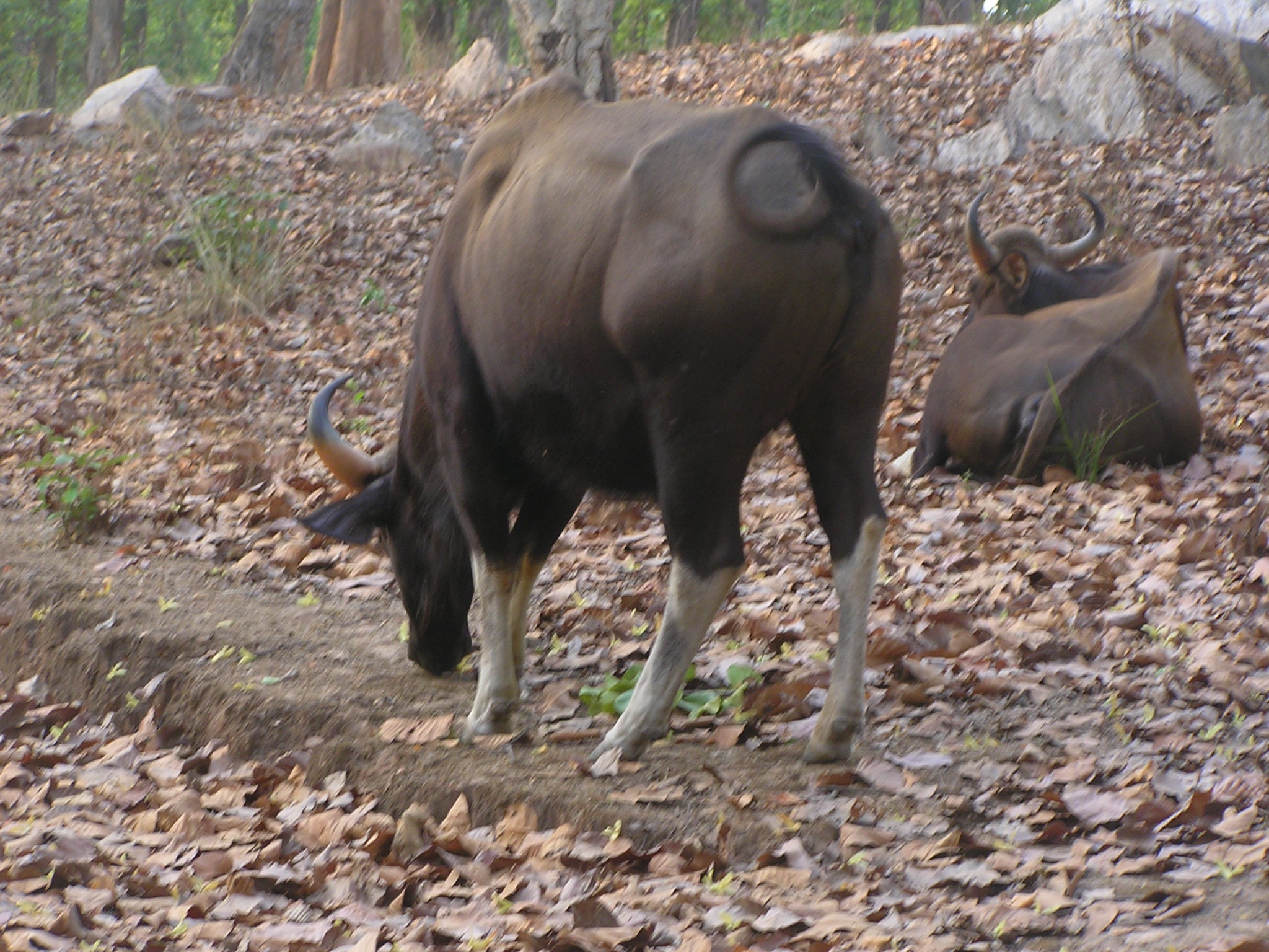 vishwajeet - yyak