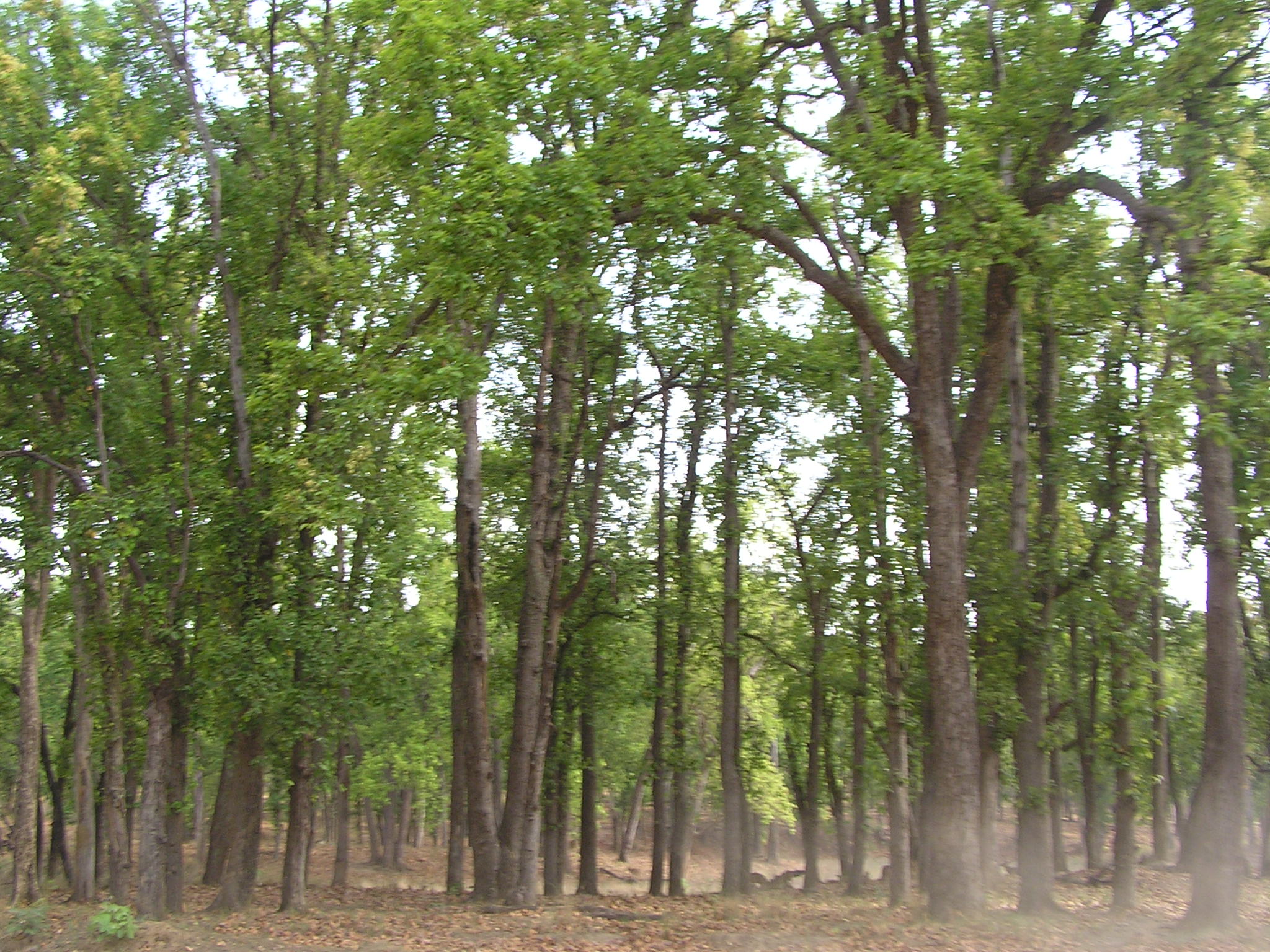 vishwajeet - sagareshwer