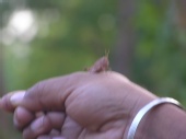 vishwajeet - naktoda