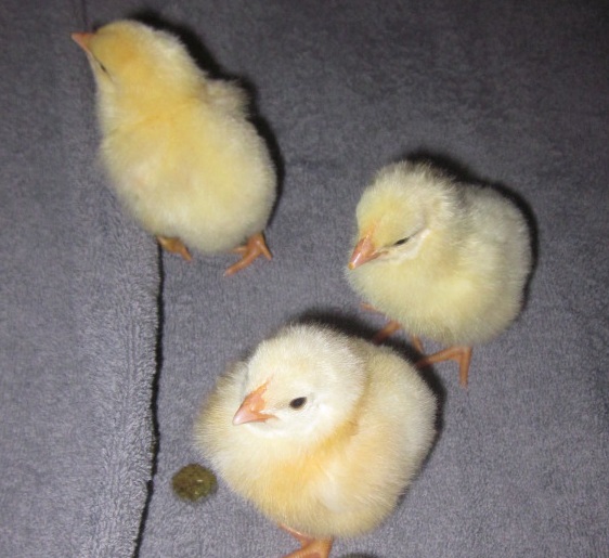 jac - Chicks