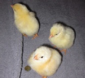 jac - Chicks