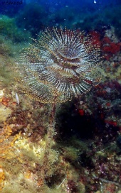nemrod