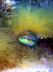nemrod