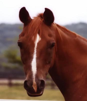 Rebecca Ruadh - Mahogany, my horse