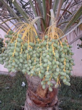 qiyezhu