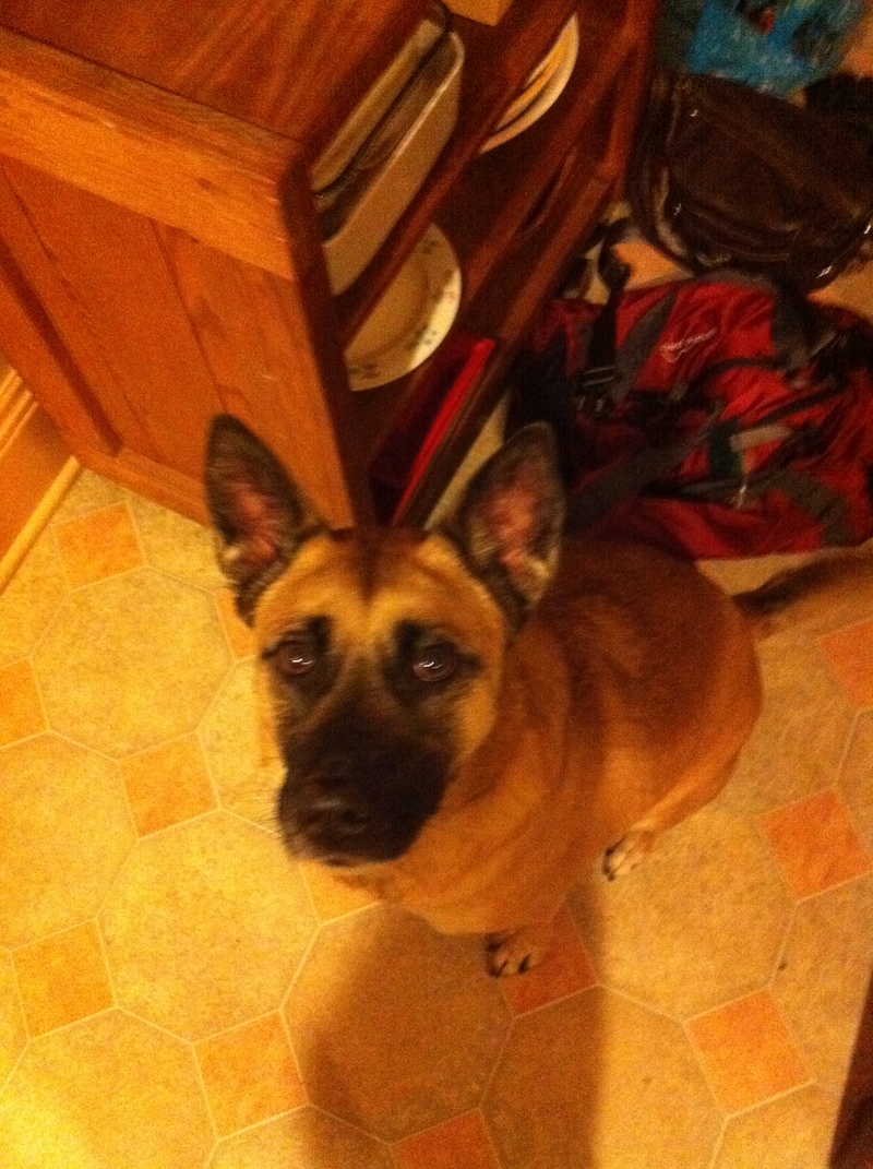tojop - dog 2