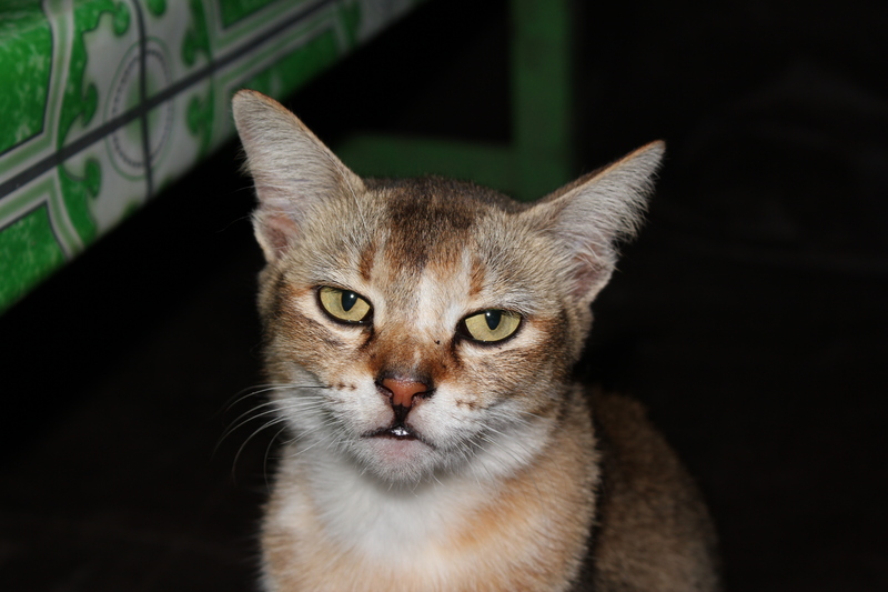 Scotty - Shy Cat