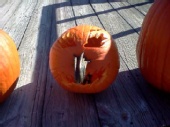 Michael Miller - Pumpkin