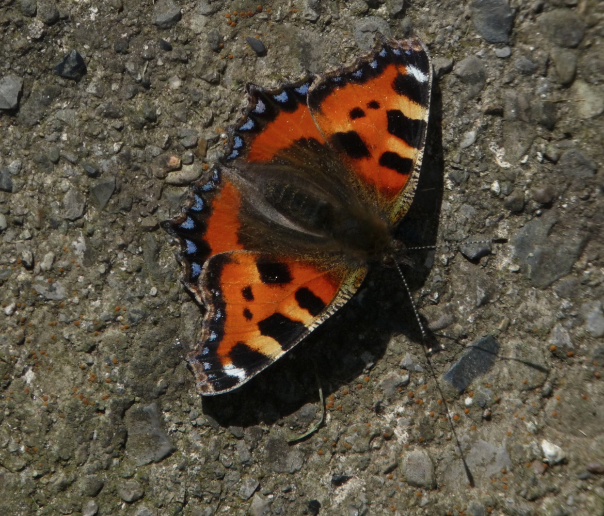 shaymo7 - butterfly.2012
