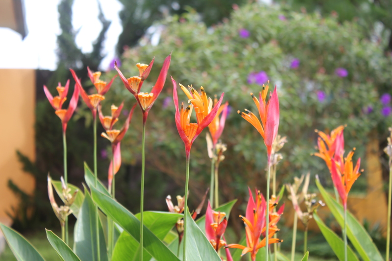 David Tan - Flowers Row