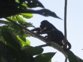 Hoppy Reed - monkey