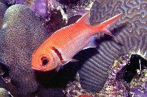 Mark - Blackbar soldierfish