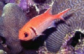 Mark - Blackbar soldierfish
