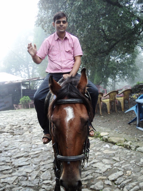 ajay - horse