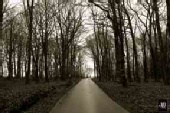Joey Leblanc - Somewhere in the deep Forrest of N Grman