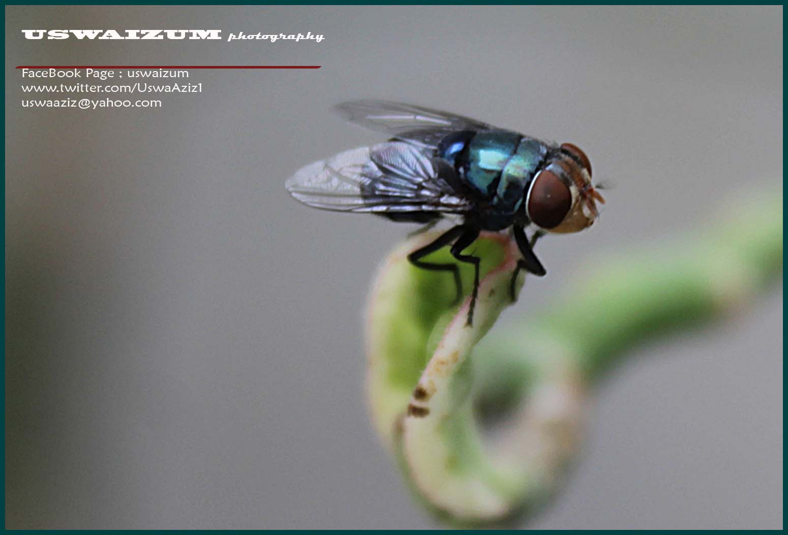 Uswa Aziz - Macro