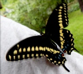 Mark Everhardt - Swallowtail butterfly