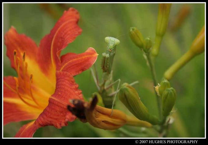 Hughes Photography - Praying Mantis
