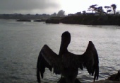 Tim - Pelican on Lighthouse field